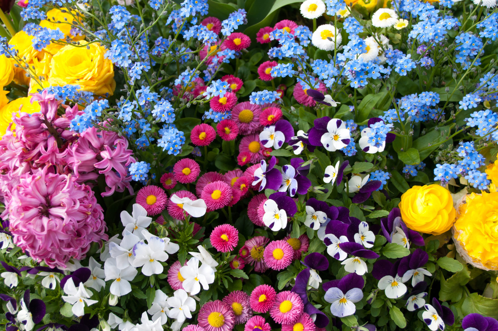 How to Design a Stunning Summer Bedding Display