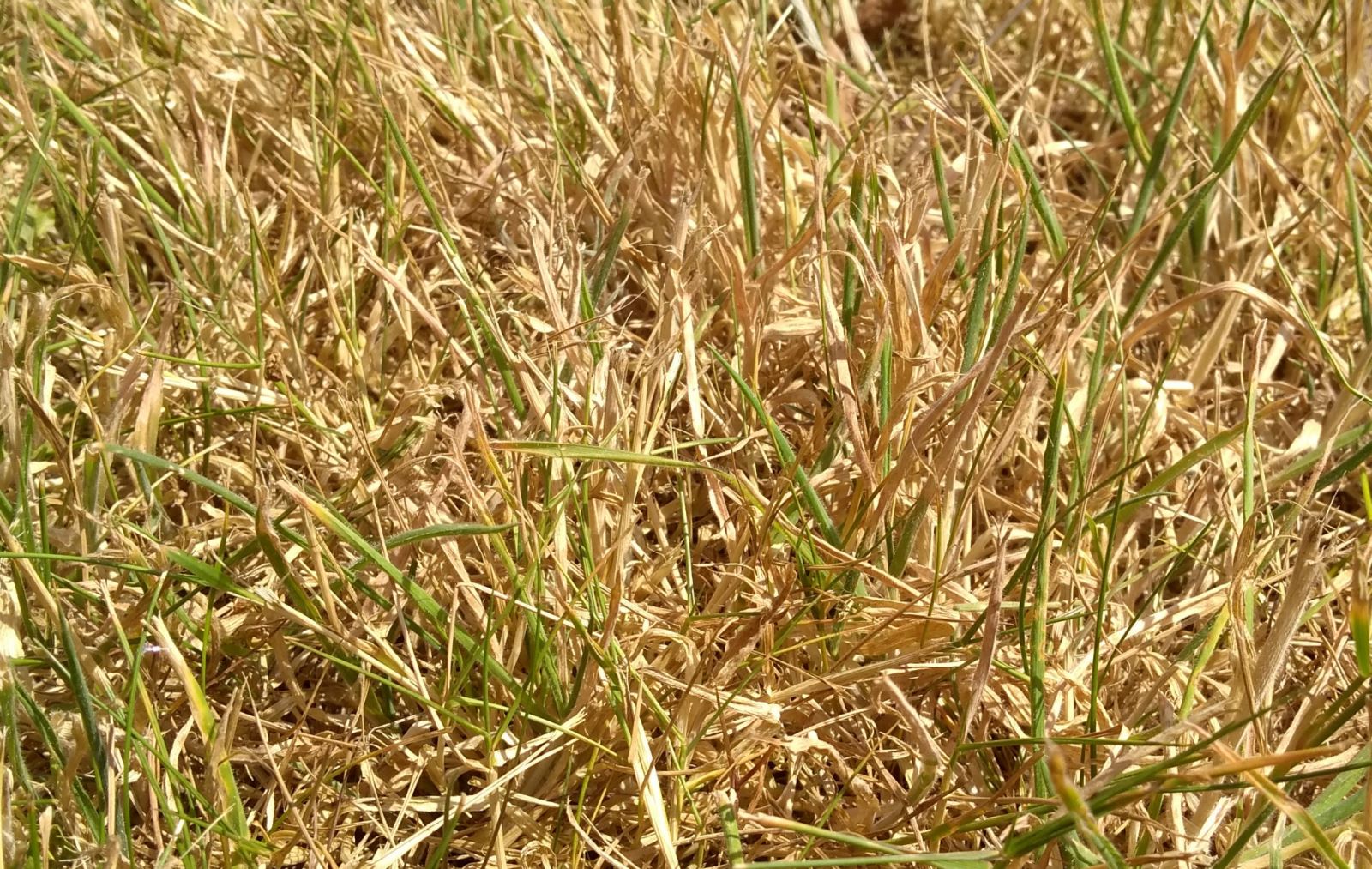 How to Revive Scorched Grass After a Heatwave