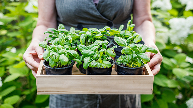 Planting Herbs in Late May: Basil, Dill, Parsley, Cilantro, and Thyme