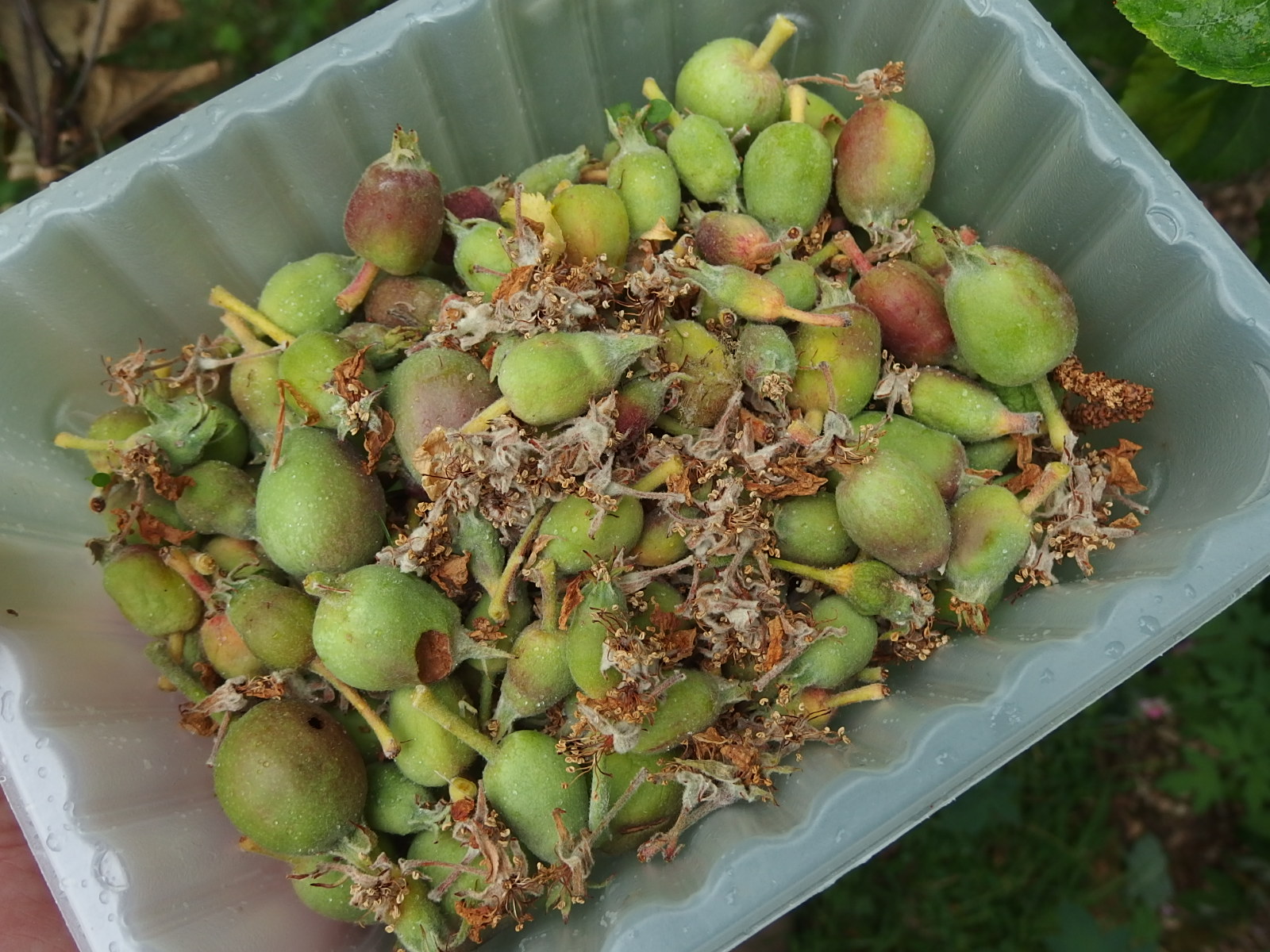 Understanding June Drop in Apple Trees