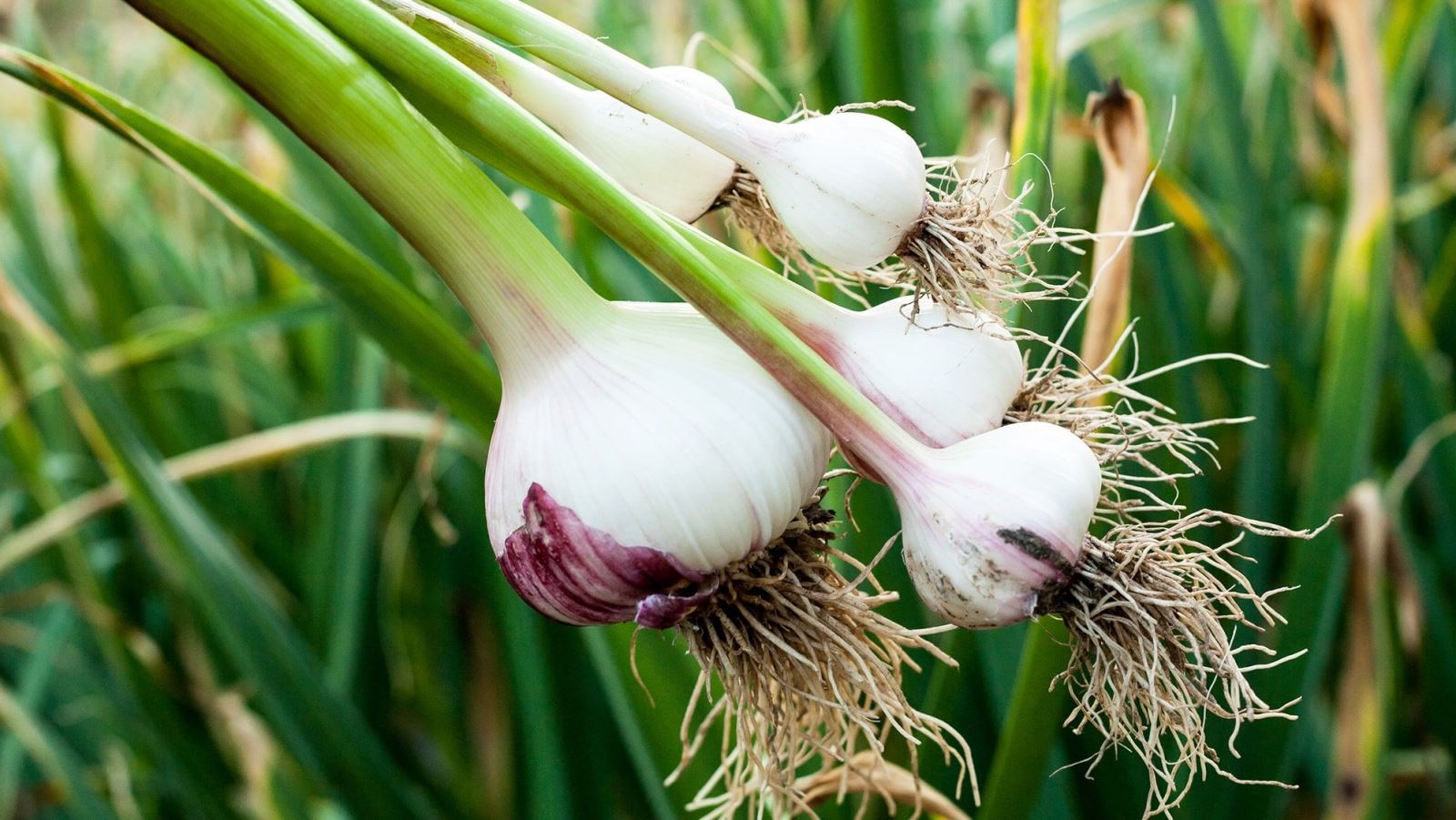 Sow Garlic and Shallots in October for a Bountiful Harvest
