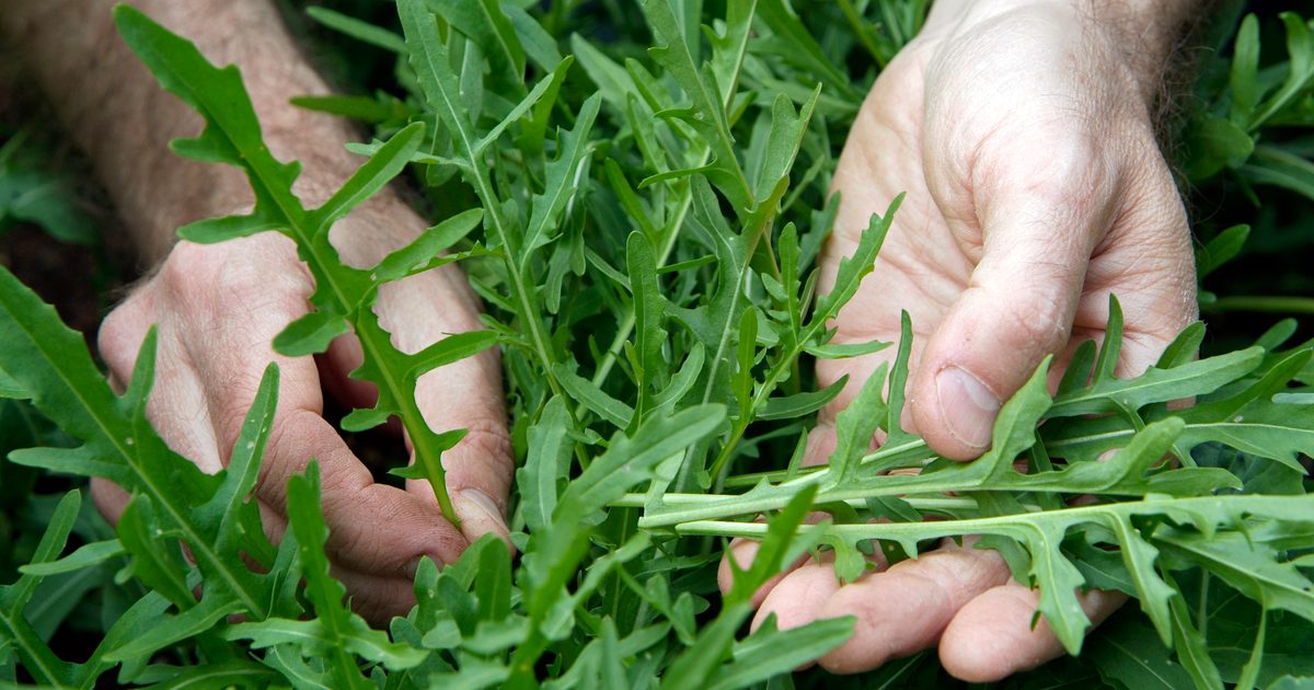 Vegetables to Sow in September