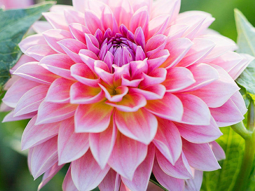 Plant summer-flowering bulbs