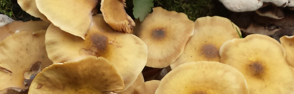 The dangers of honey fungus