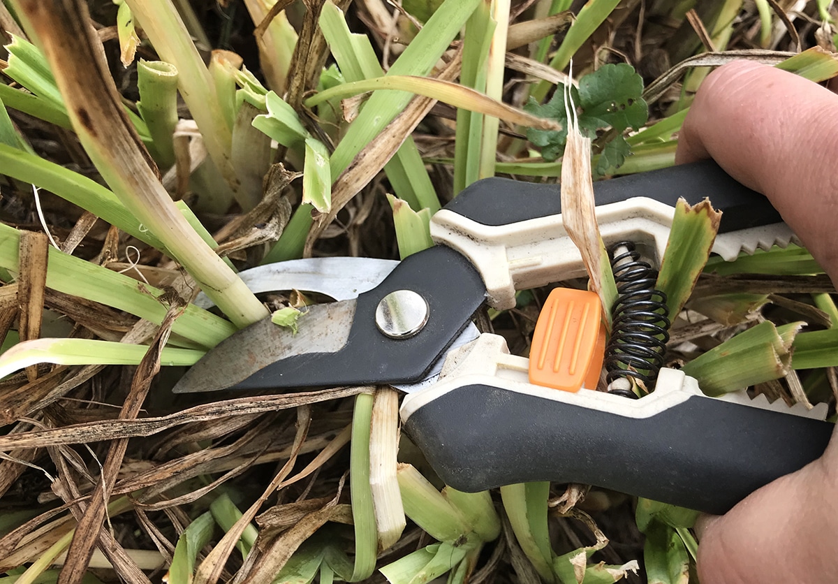 Trimming back perennials