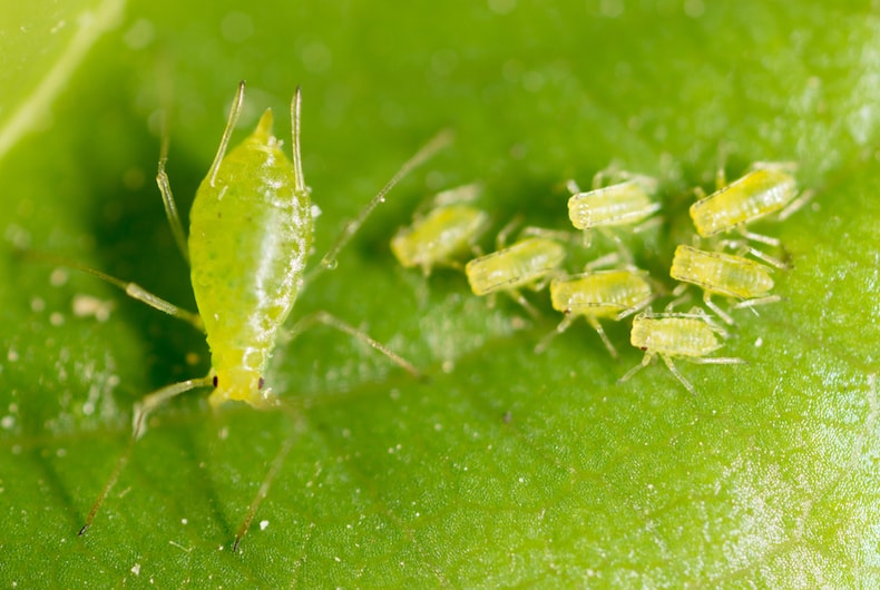 How to Get Rid of Aphids