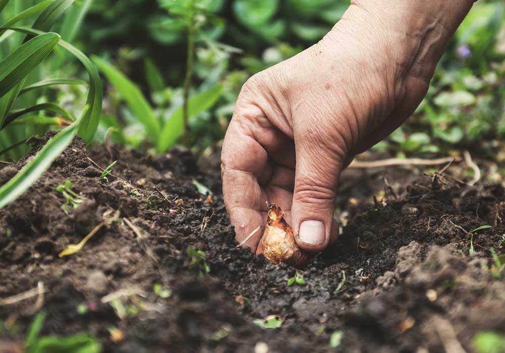Your Essential September Gardening Checklist
